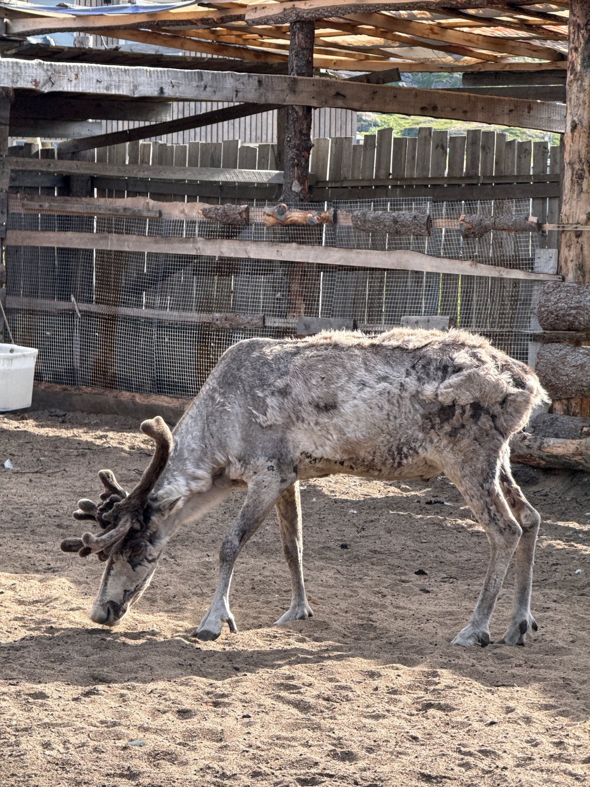 Reindeer encounter at a rustic enclosure in Teriberka, Russia