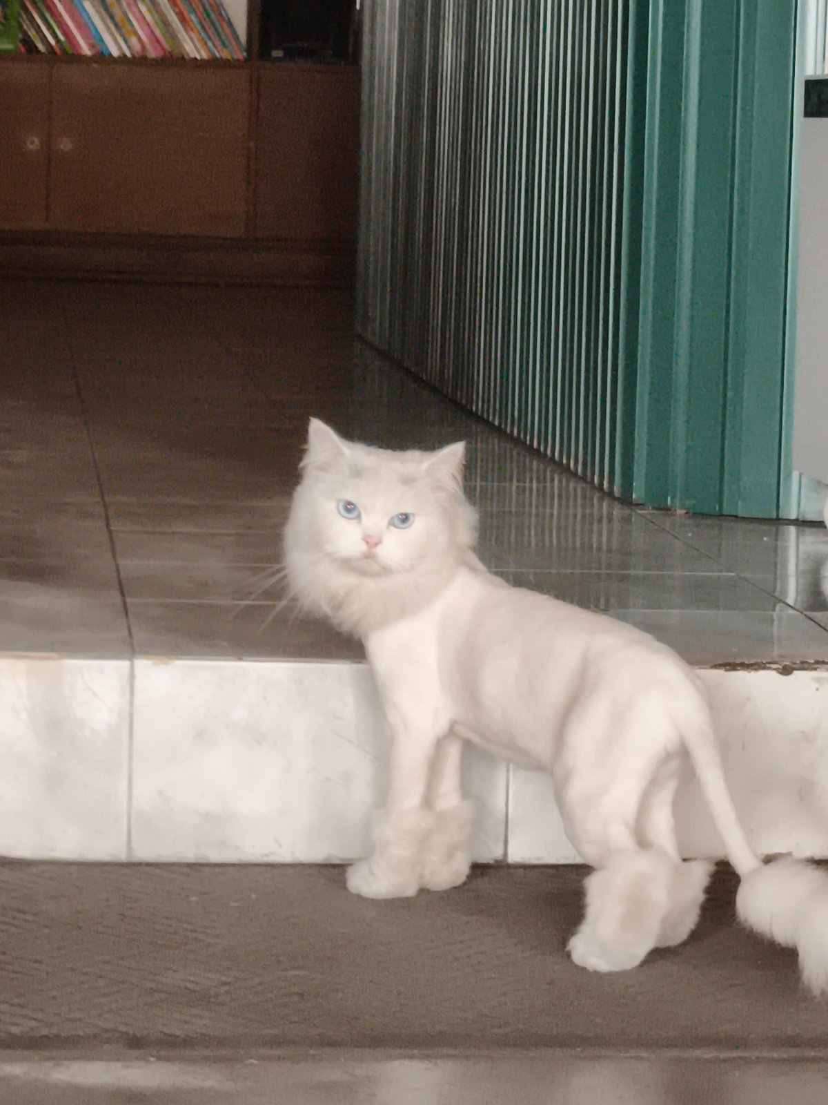 Wandering Nha Trang: beaches, fountains, cats, and a UFO crosswalk