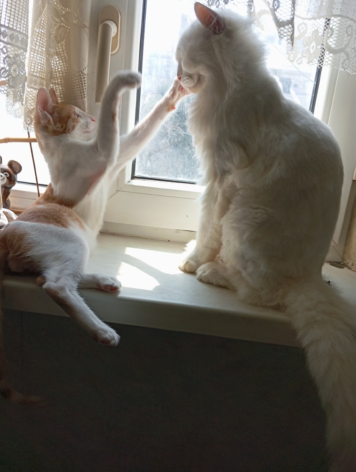Two cats on a windowsill in Aktau, doing cat things