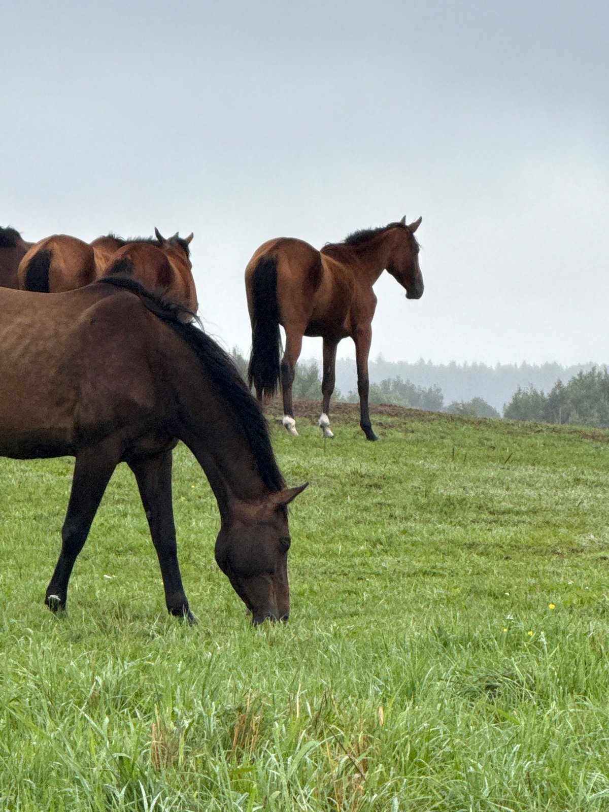 Horses grazing in a Lithuanian field on a cloudy morning