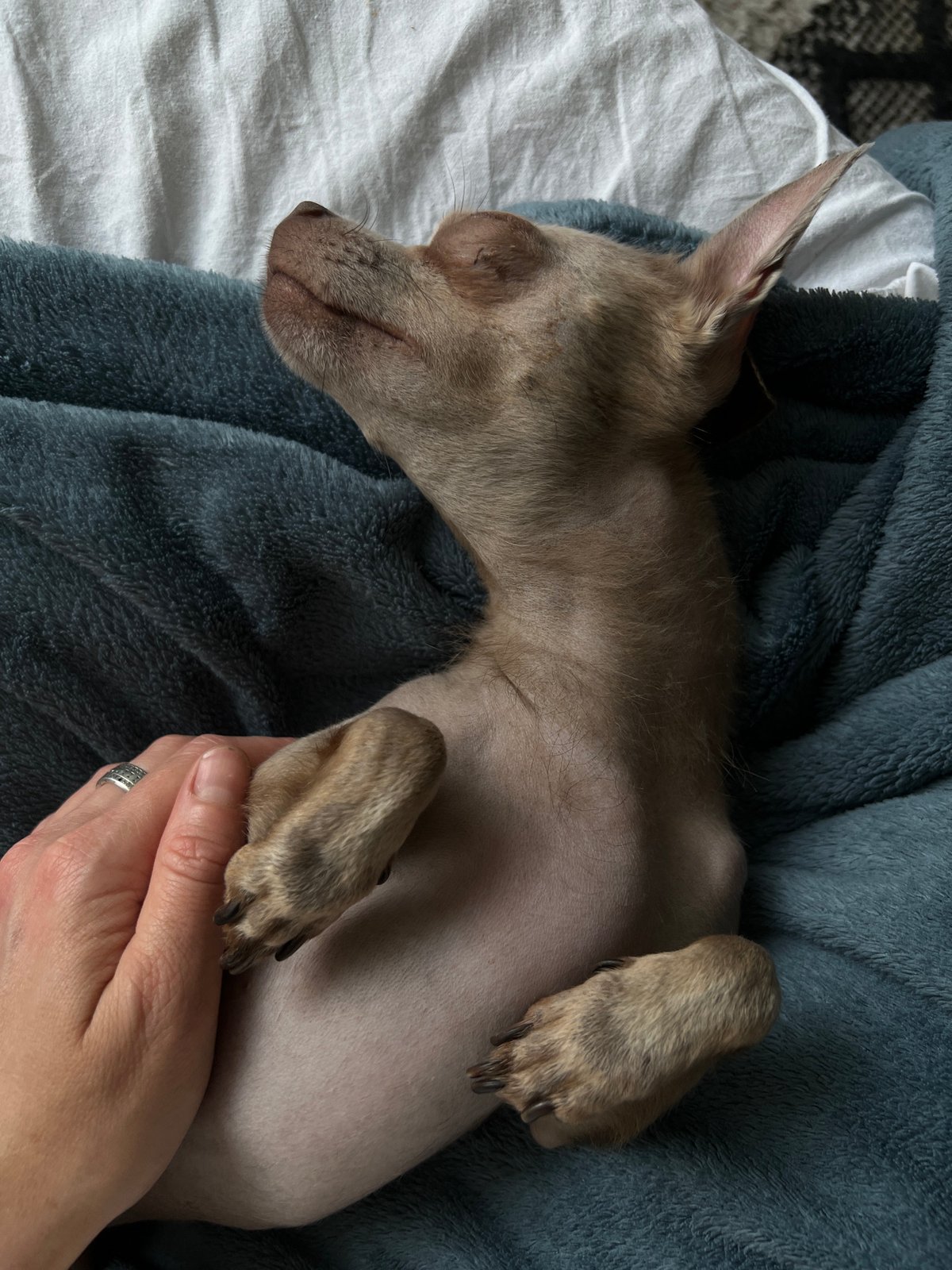 Two small dogs napping and getting belly rubs in Kharkiv