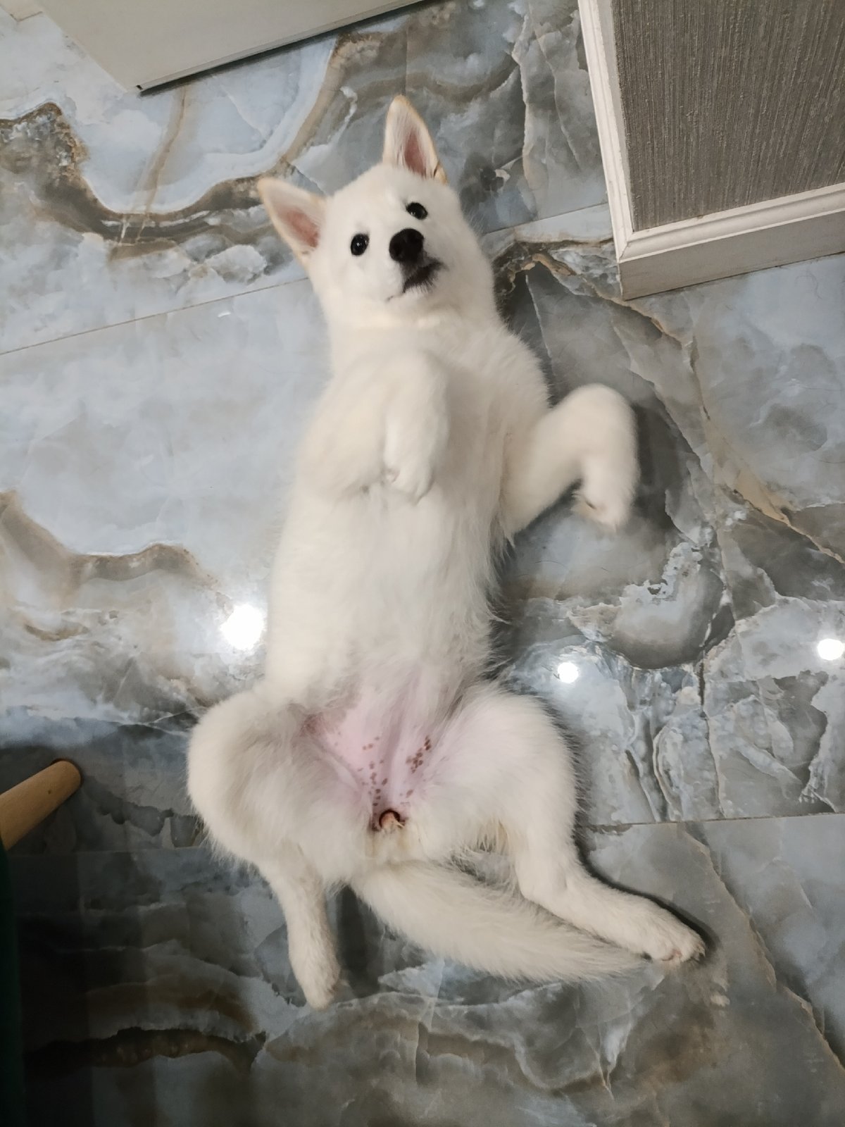 Moscow pets captured in casual domestic moments Friday evening