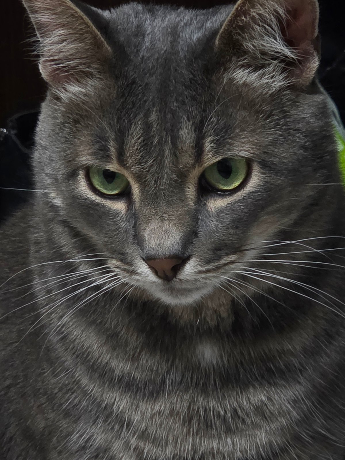 Cat owner documents afternoon with gray tabby through photos