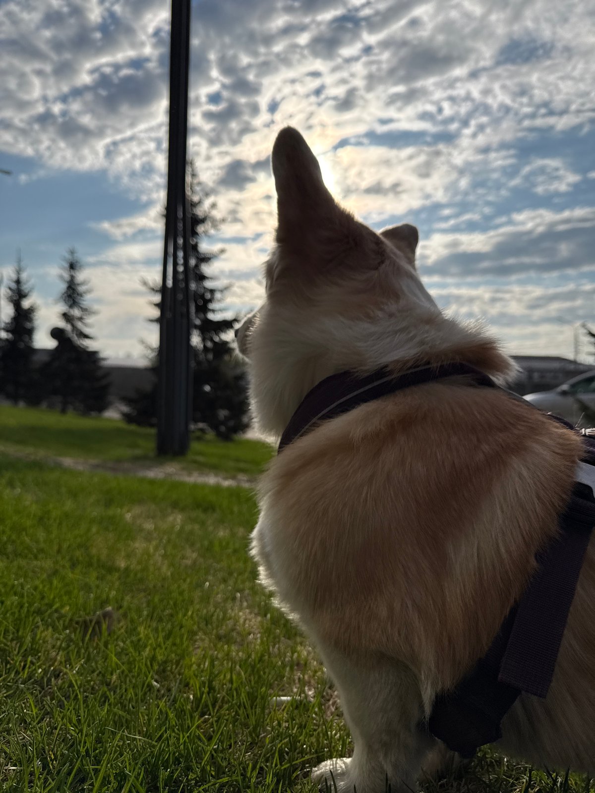 Corgi spotted on evening walk in Krasnoyarsk