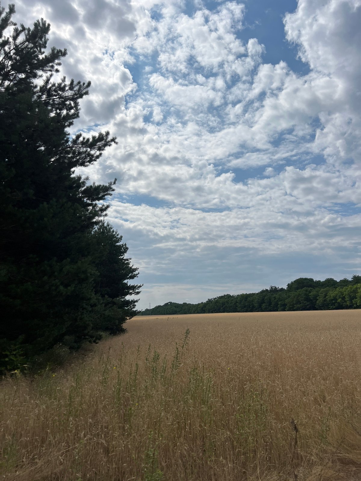 Golden wheat fields and open skies on a summer morning.