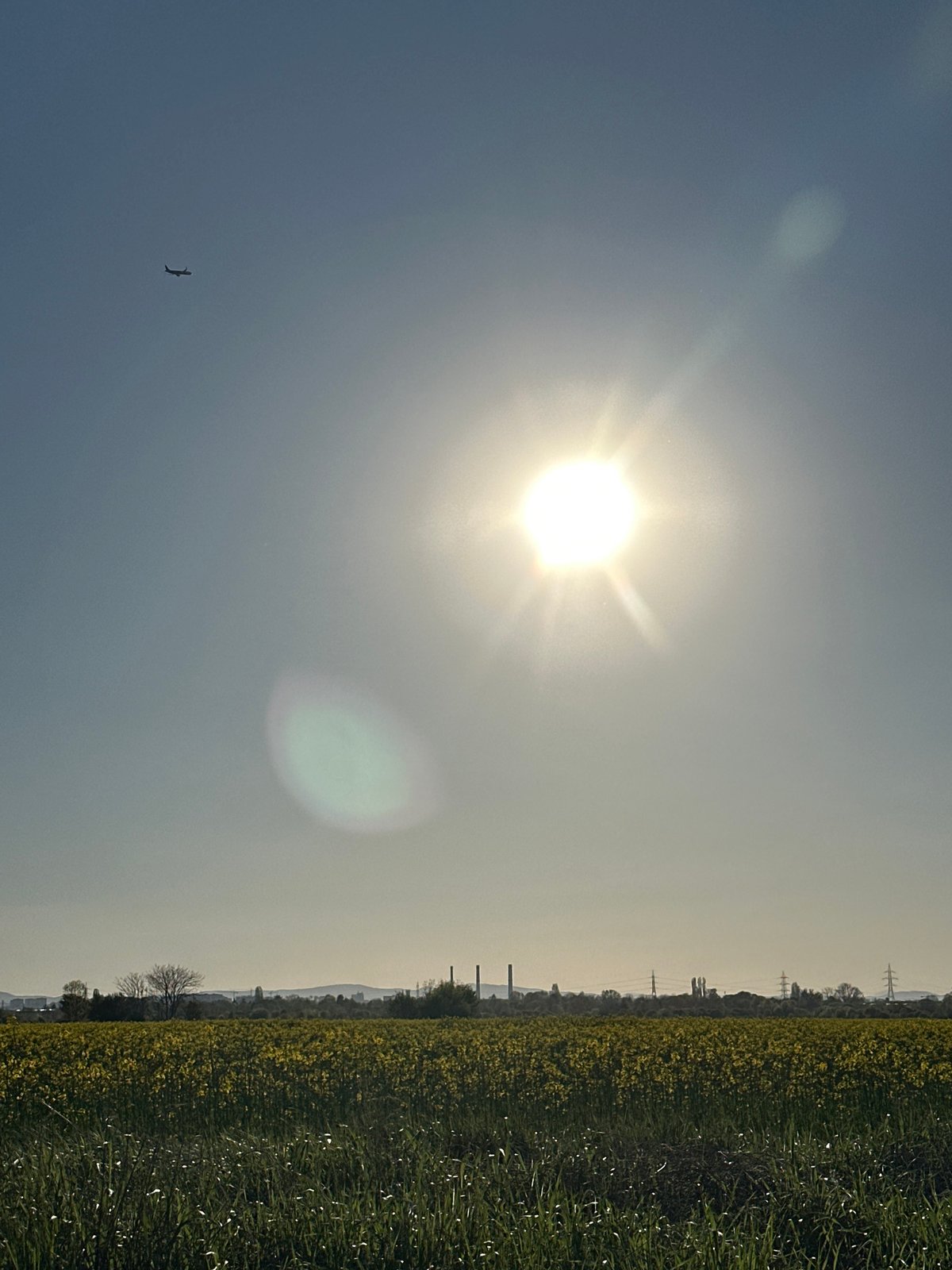 Bird flies over Sofia field on sunny afternoon