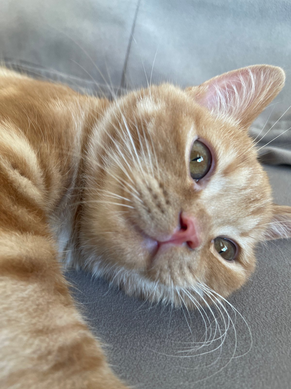 Orange tabby relaxes on a couch in Kommunarka