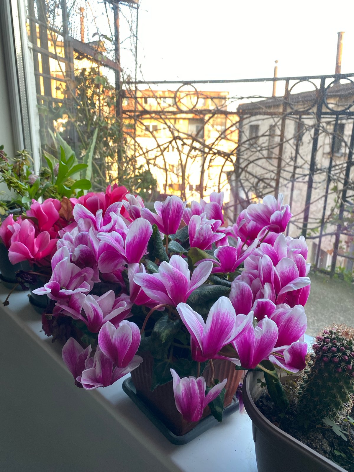 Belgrade residents document everyday scenes: windowsill plants, urban alleyway
