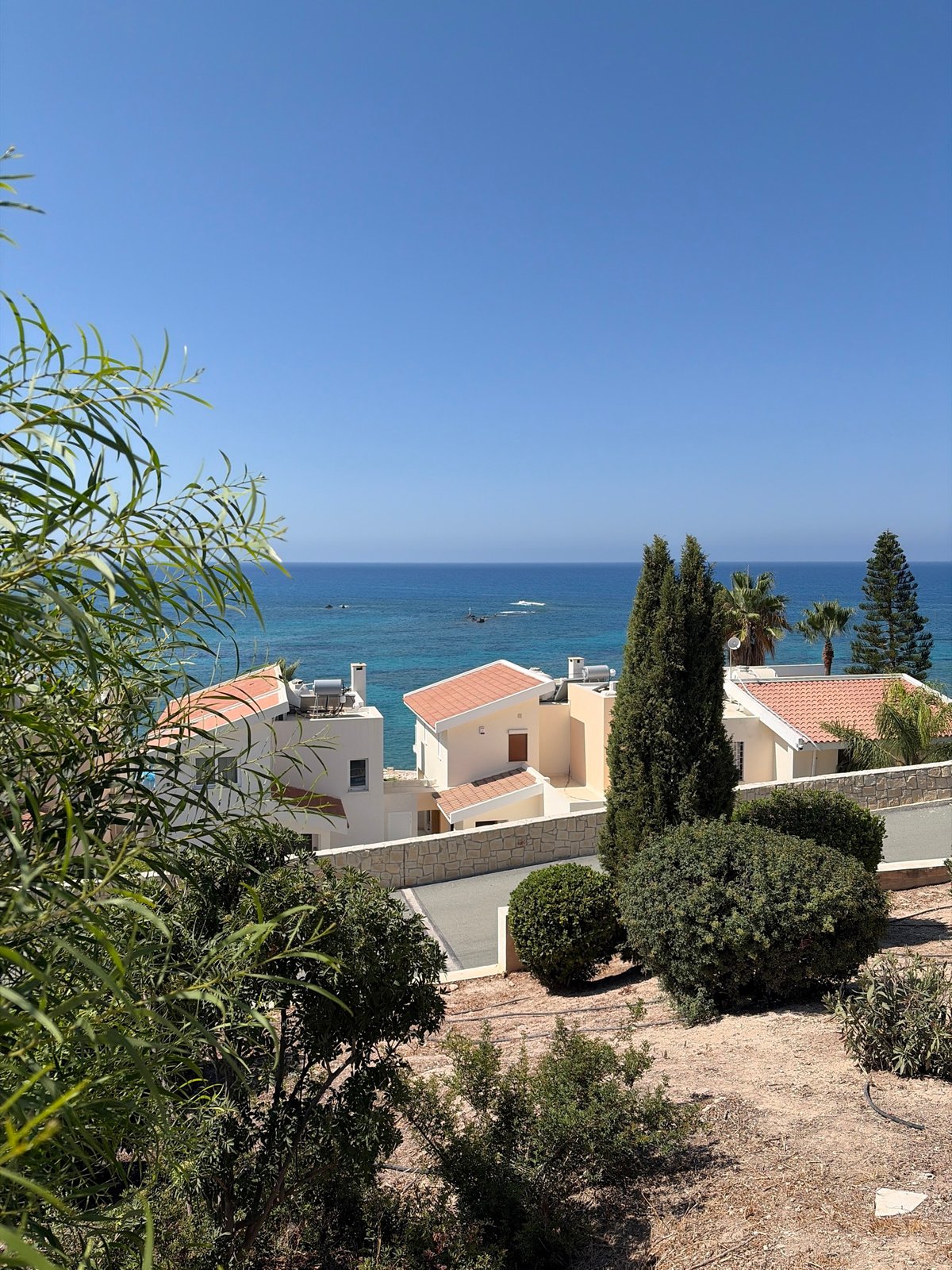 White bougainvillea blooms brighten a coastal Peyia morning