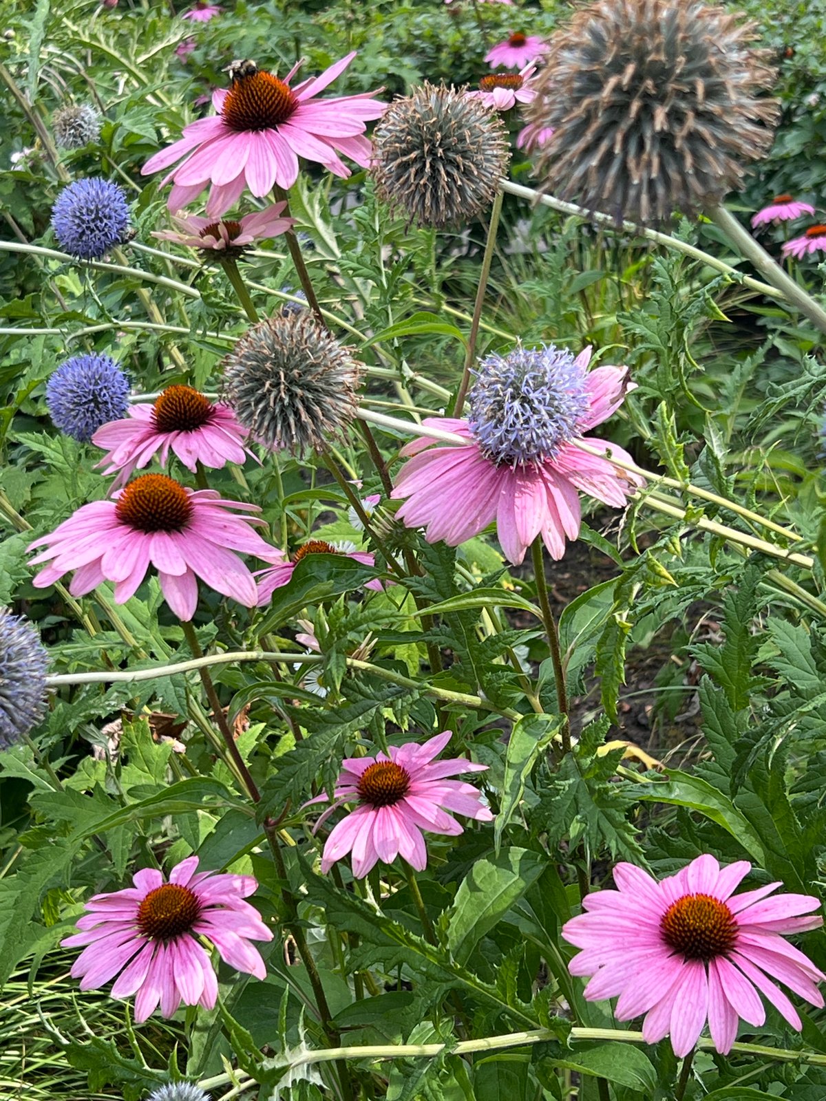 Gardens, sculptures, and park structures on an August morning