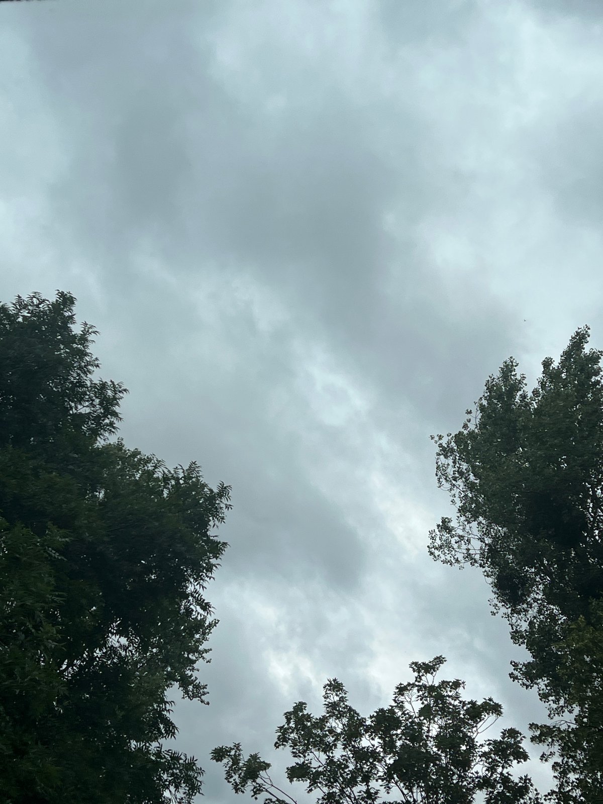 Heavy overcast sky looms over Warsaw treetops