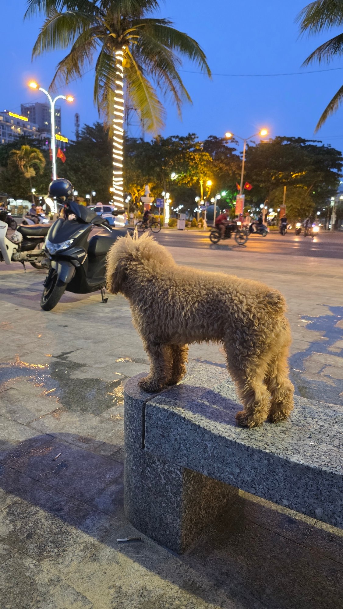 Evening life documented in Nha Trang: dog, traffic scenes