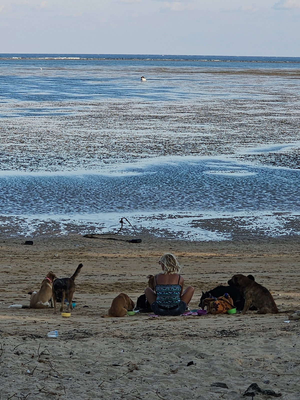 Woman plays with dogs on Denpasar beach morning scene