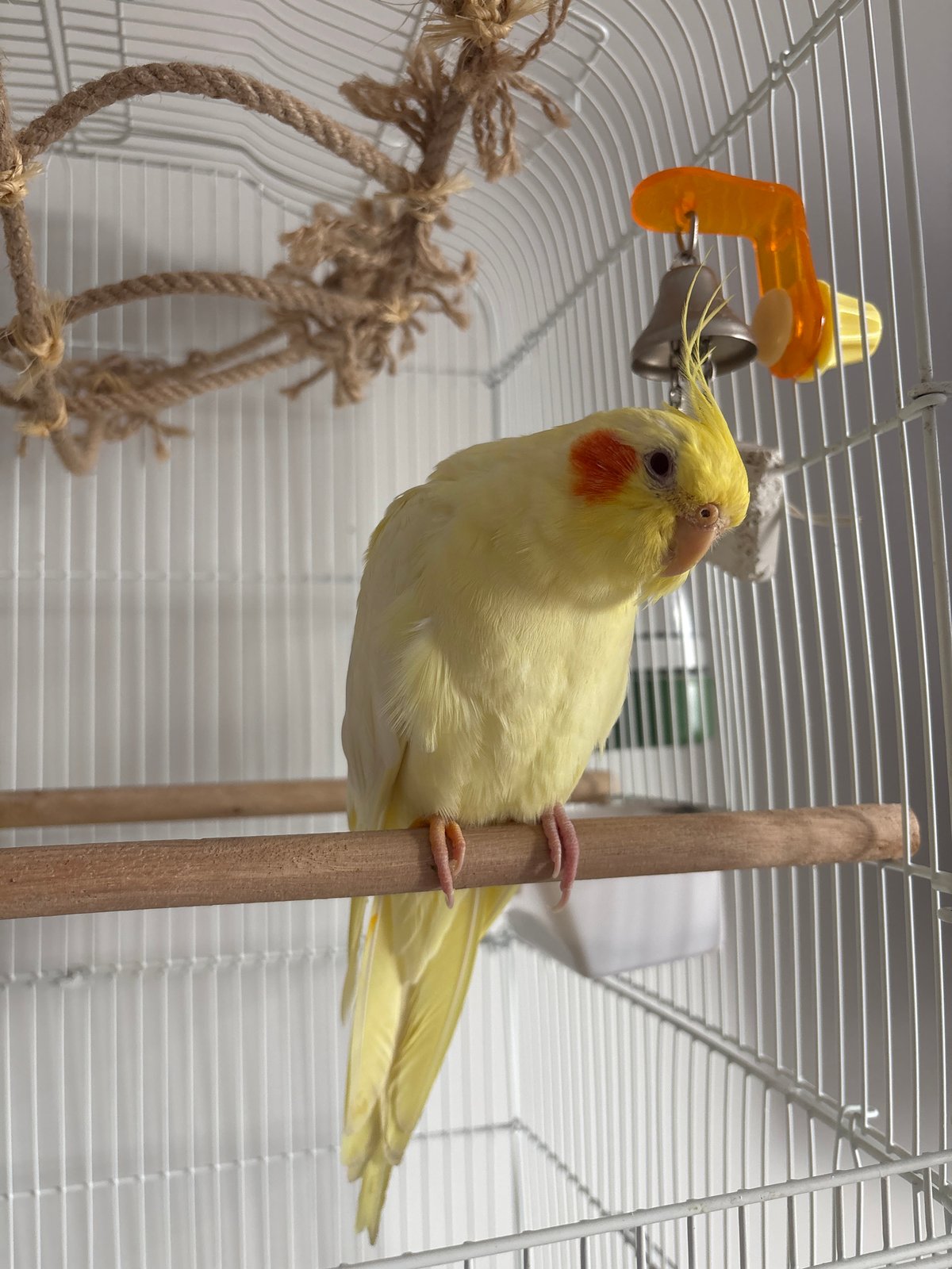 Cockatiel observed in cage during morning hours in Krasnoyarsk