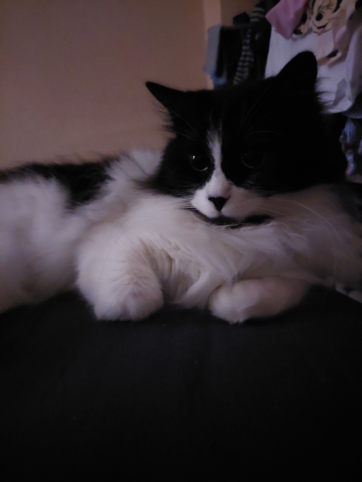 Evening domestic life documented in Plovdiv home with cat, resident