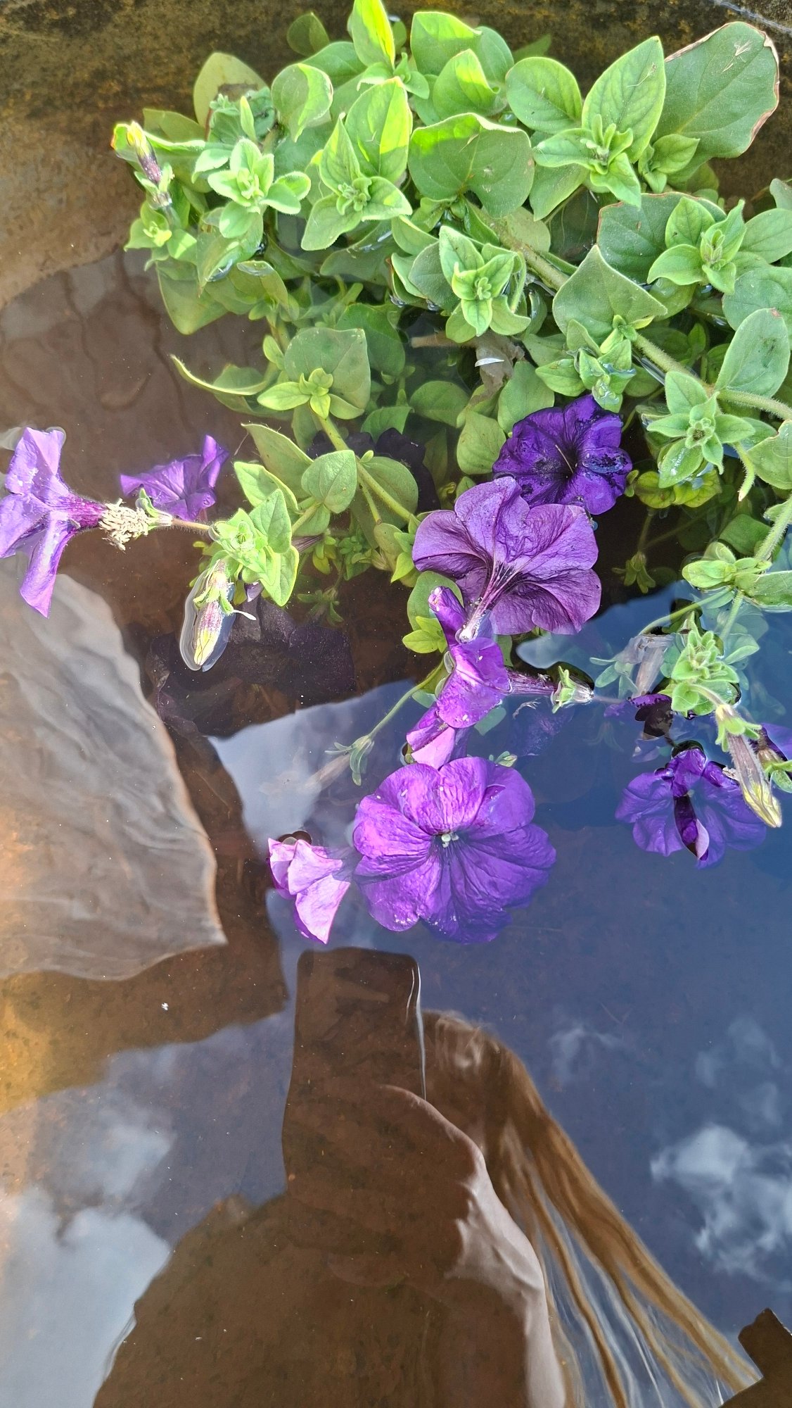 Lazy summer day in a Russian yard: flowers, cats, and kids
