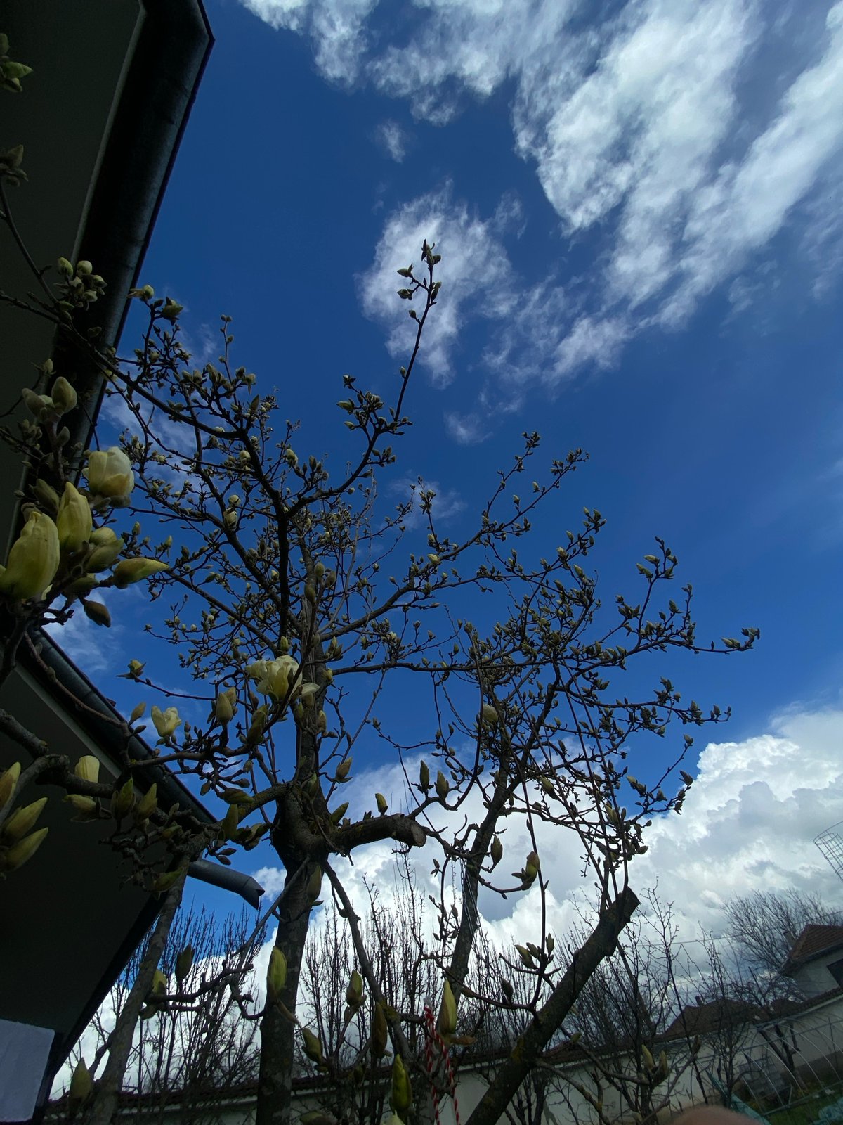 Spring blooms and cloudy skies observed in Bulgarian village