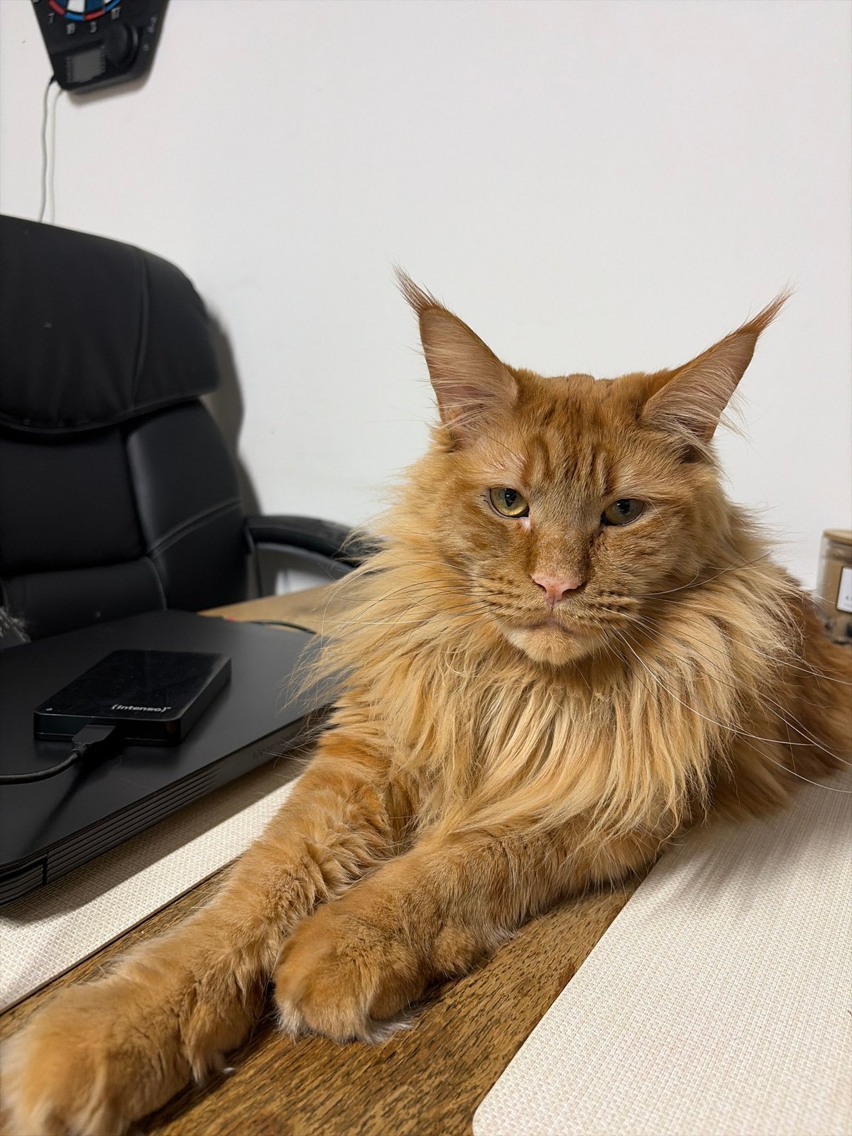 Ginger Maine Coon chills and yawns on a desk in Veurne