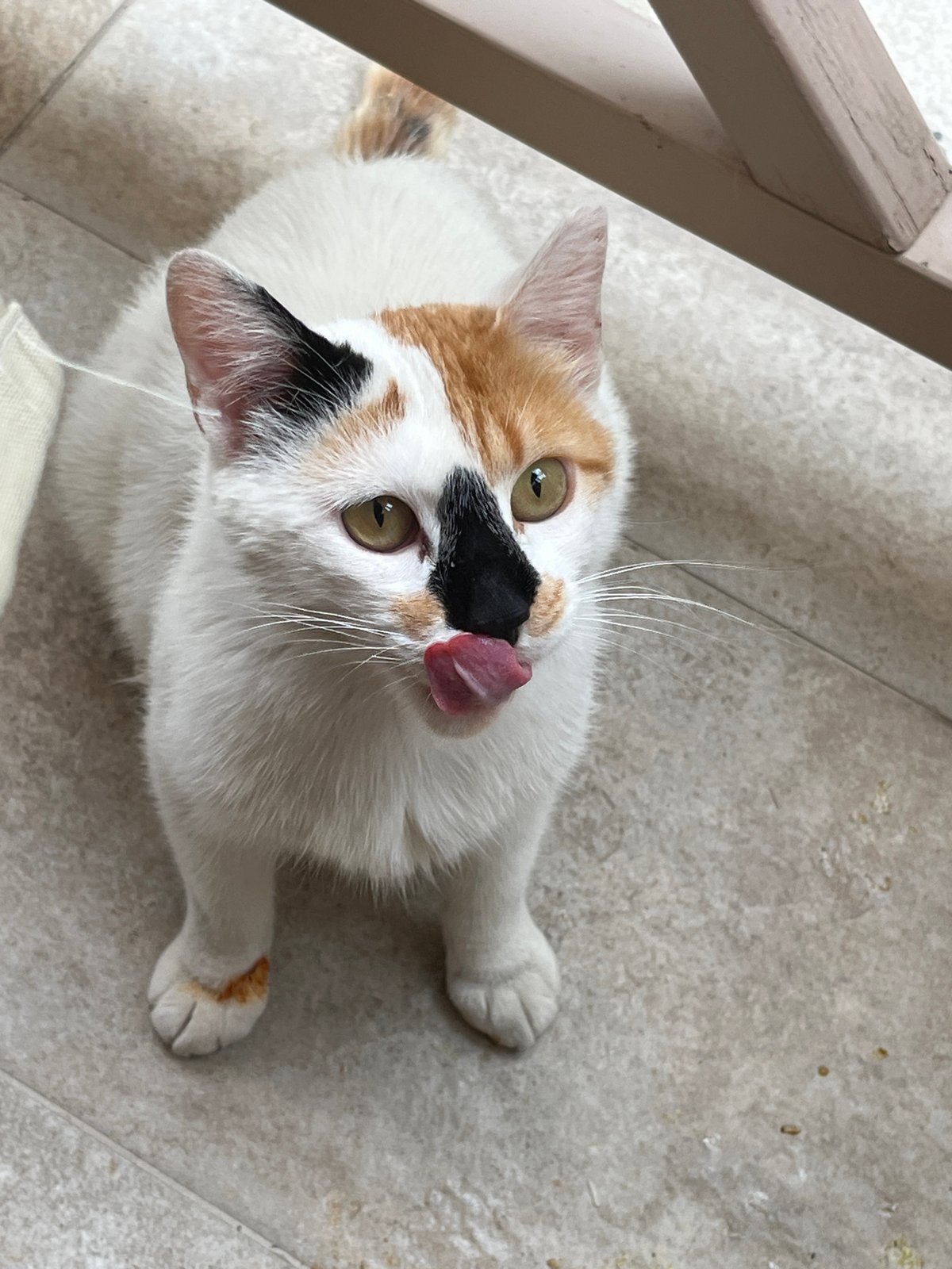 Cats fed on patio in Thassos, Greece