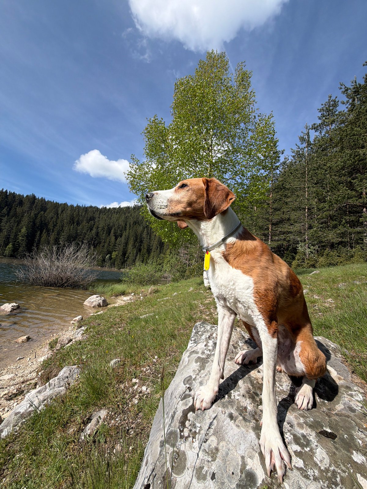 Morning lakeside gathering with woman, dog, pony in Montenegro