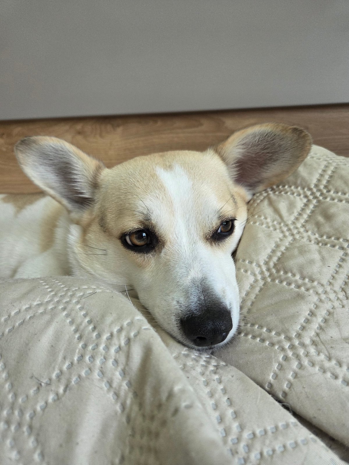 Pets Rest Peacefully During Saturday Morning at Home