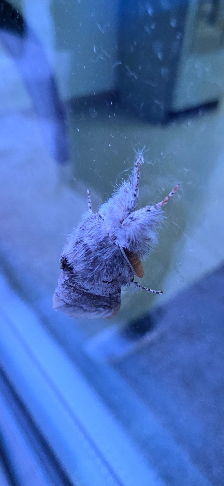 Moth and mayfly spotted in early morning Smolyan, Bulgaria