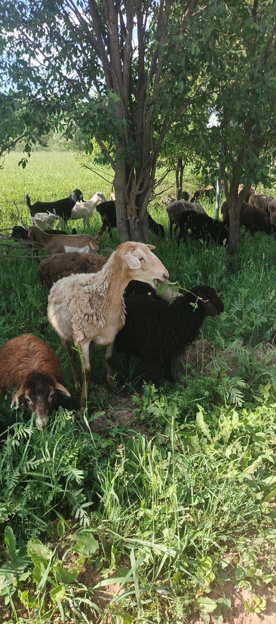 Livestock herds graze peacefully across rural Ваньки, Russia countryside