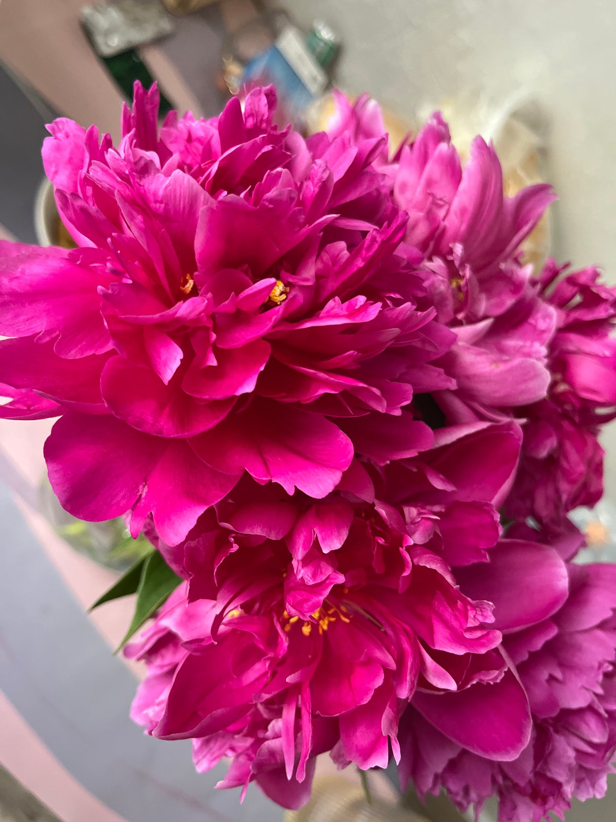 Pink peonies in full bloom, held and admired in Chaikovsky