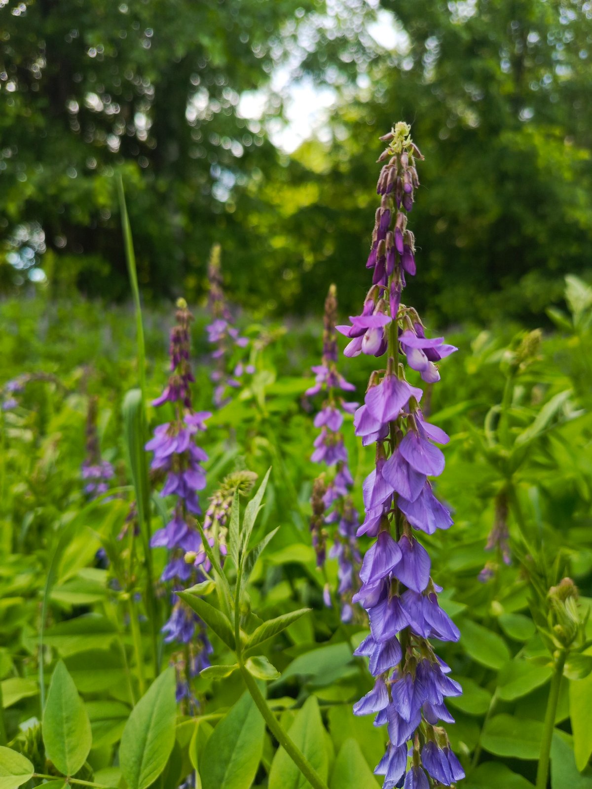 Purple flowers and industrial bridges documented in morning photography session