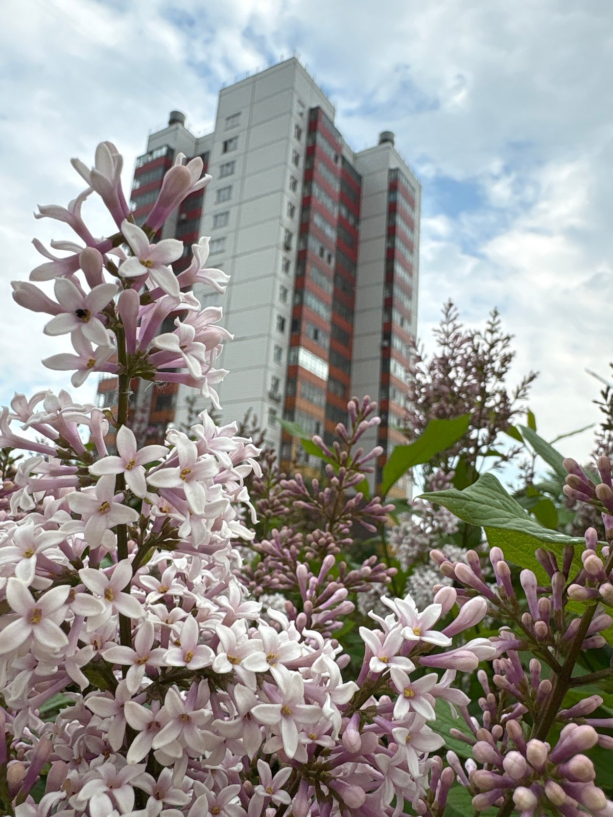 Morning moments captured in Krasnoyarsk: lilac blooms and elevator selfie