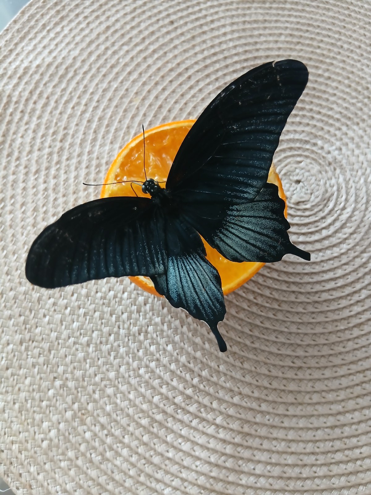 Butterflies, selfies, and a soapy car wash afternoon
