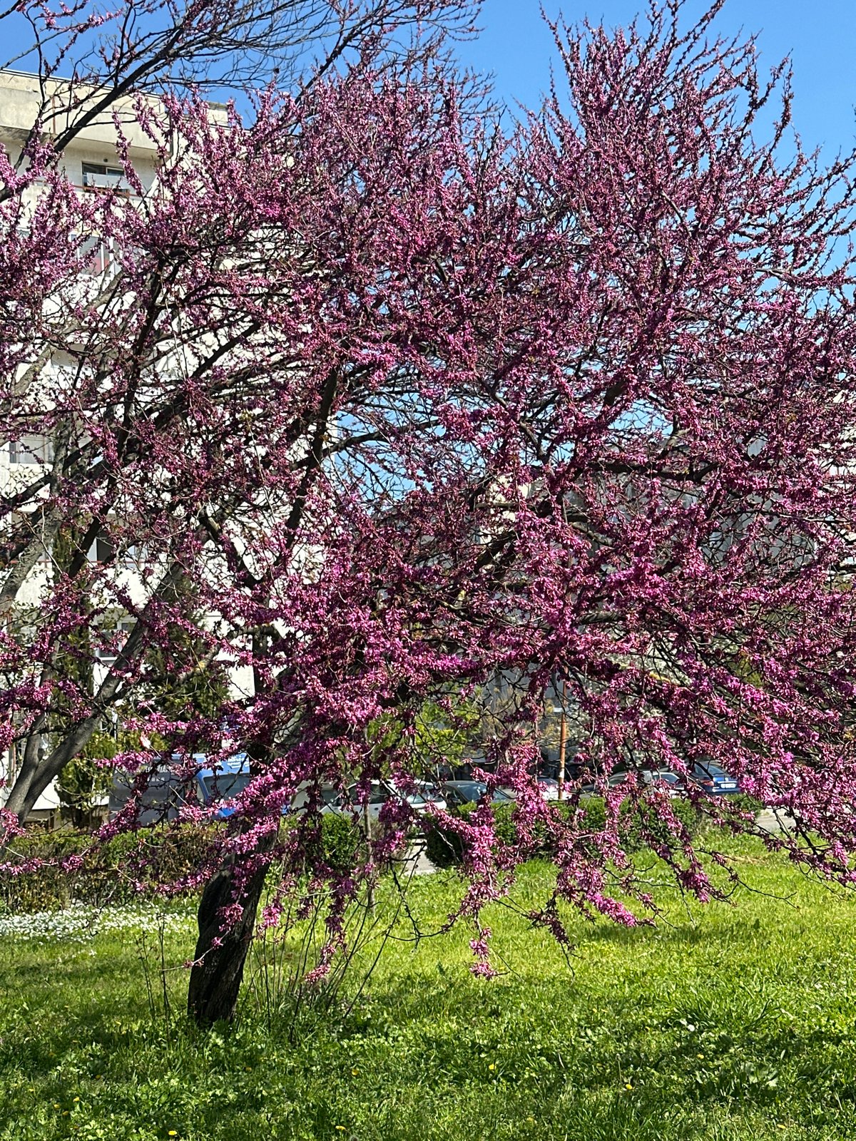 Flowering tree documented in full spring bloom under clear sky