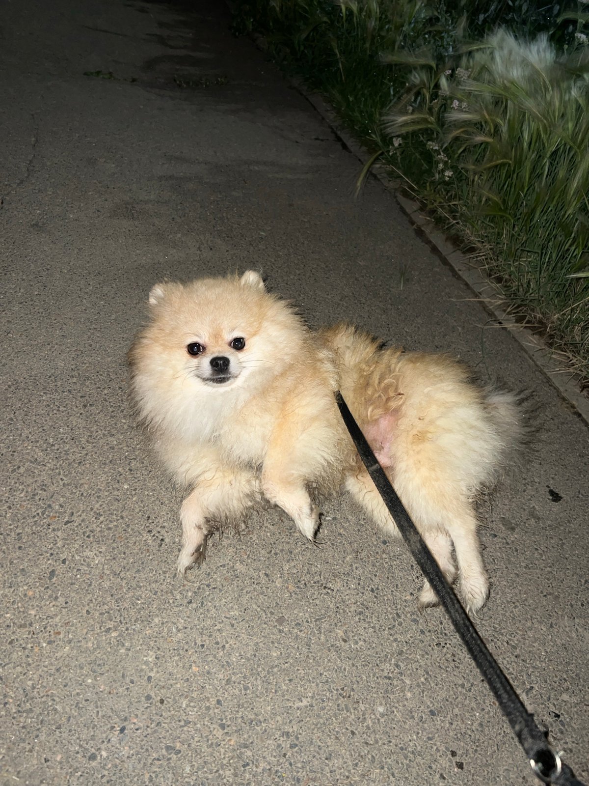 Leashed Pomeranian resting and standing on a paved outdoor path