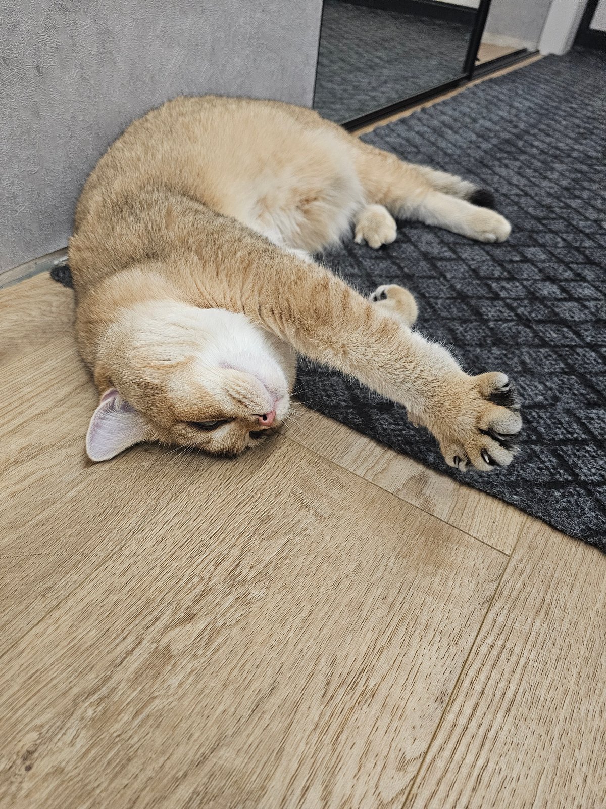 Golden British Shorthair and a napping cat, Voronezh apartment