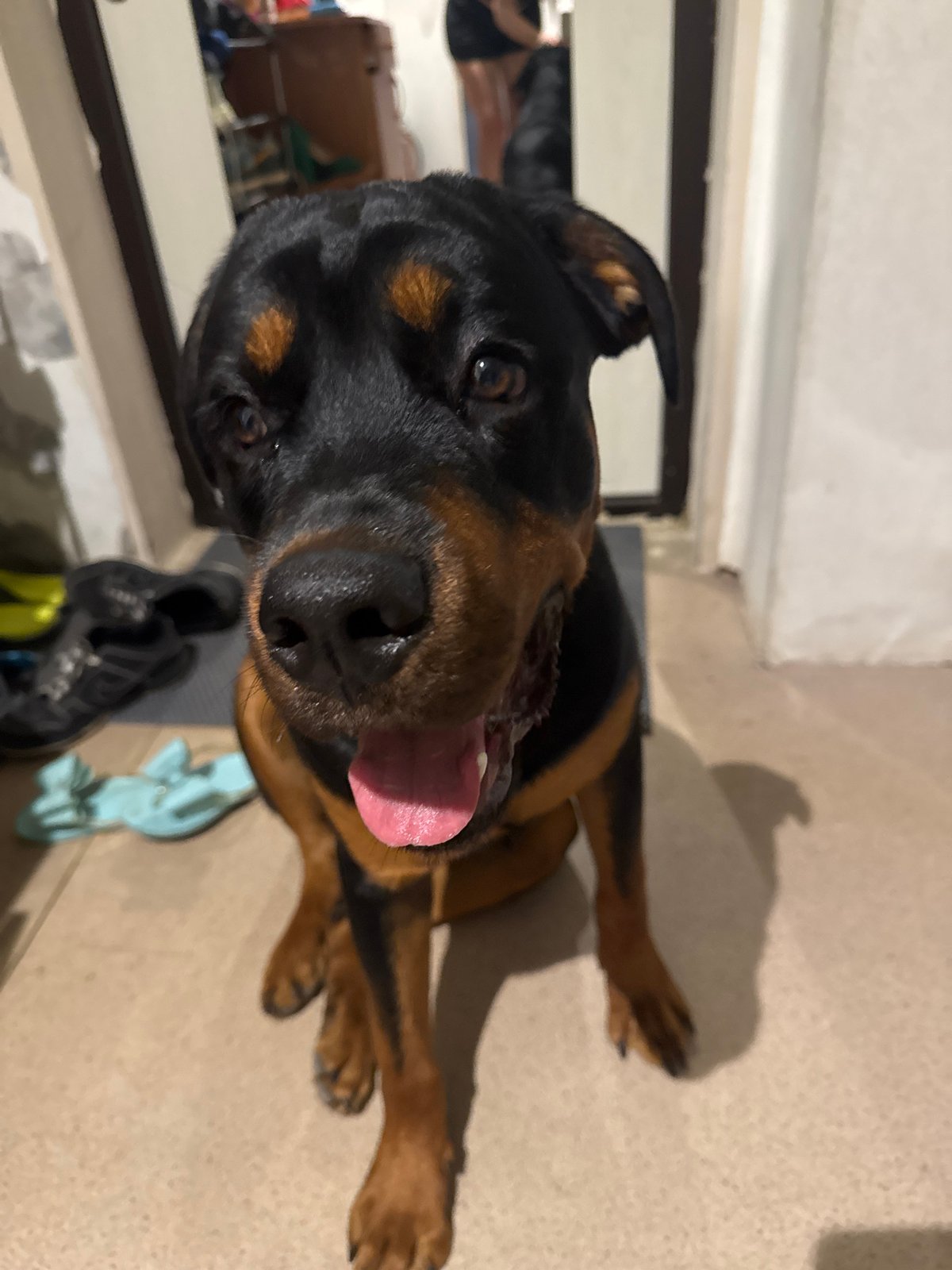 Rottweiler chills at home in Volgograd on a slow morning