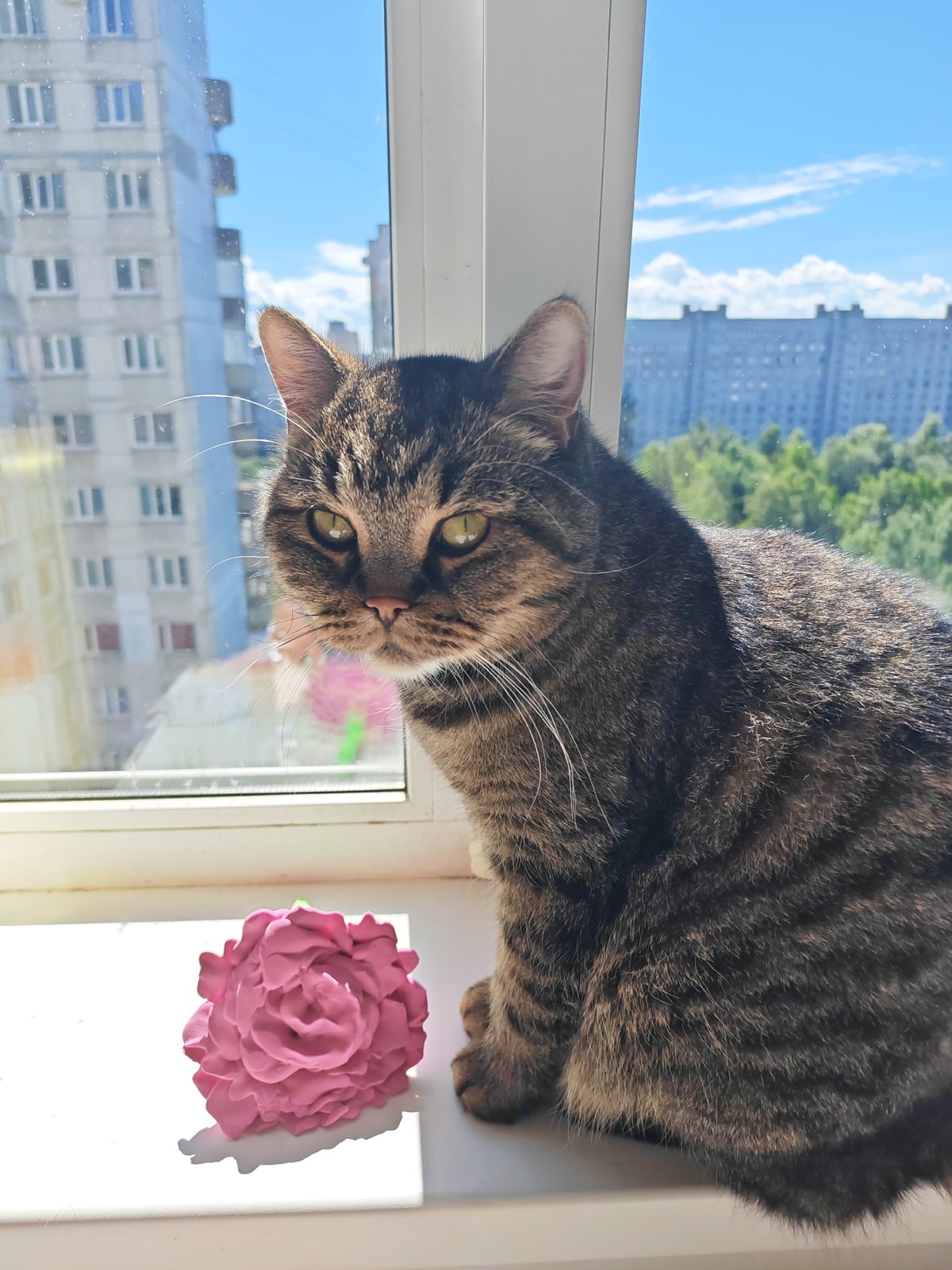 Cats and a clay rose on a sunny Saint Petersburg windowsill