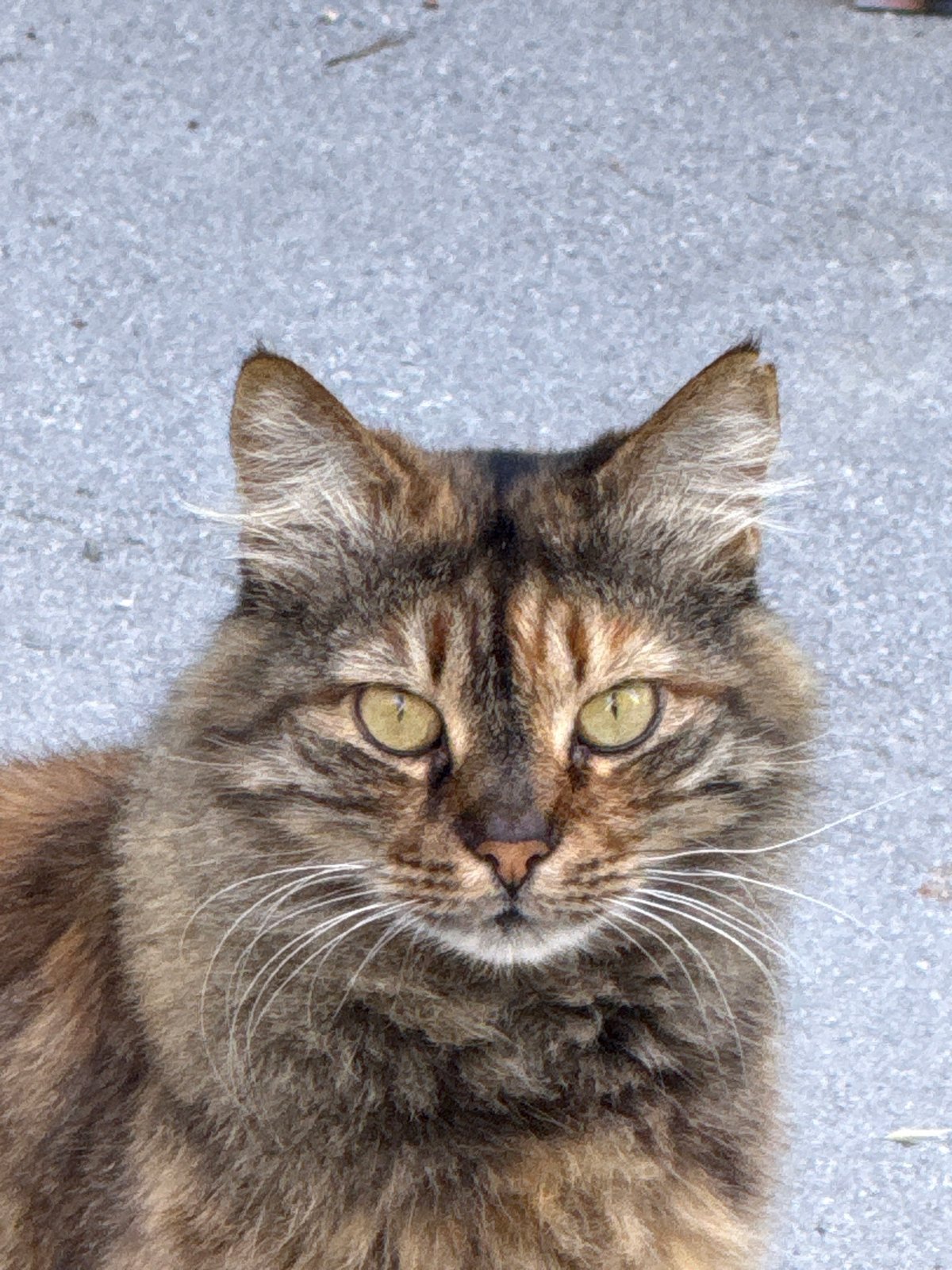 Afternoon life documented: cats, fruit, selfies, children playing