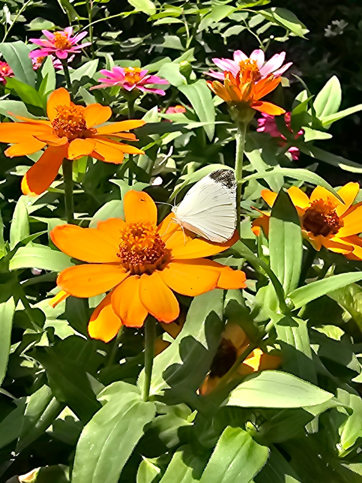 Butterflies and zinnias in a garden in Özgön, Kyrgyzstan