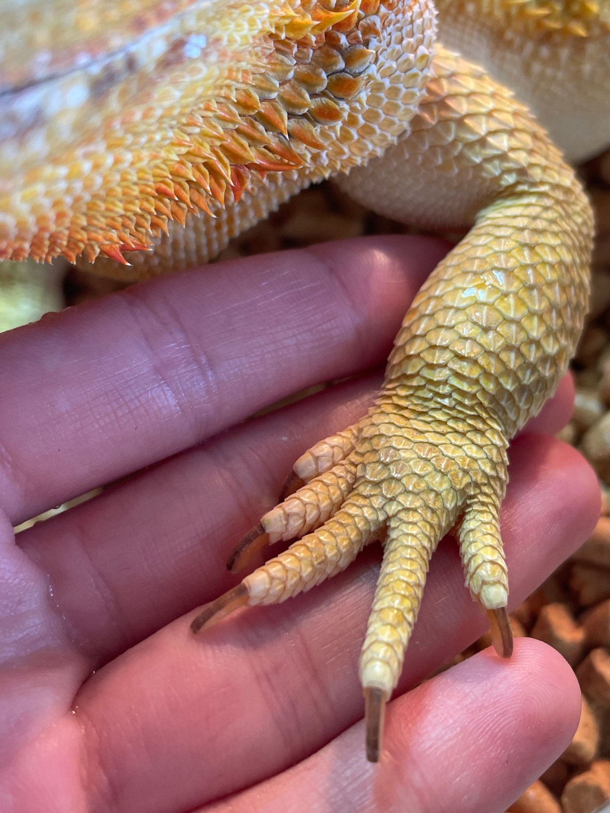 Exotic pets and breakfast in Hrodna, Belarus