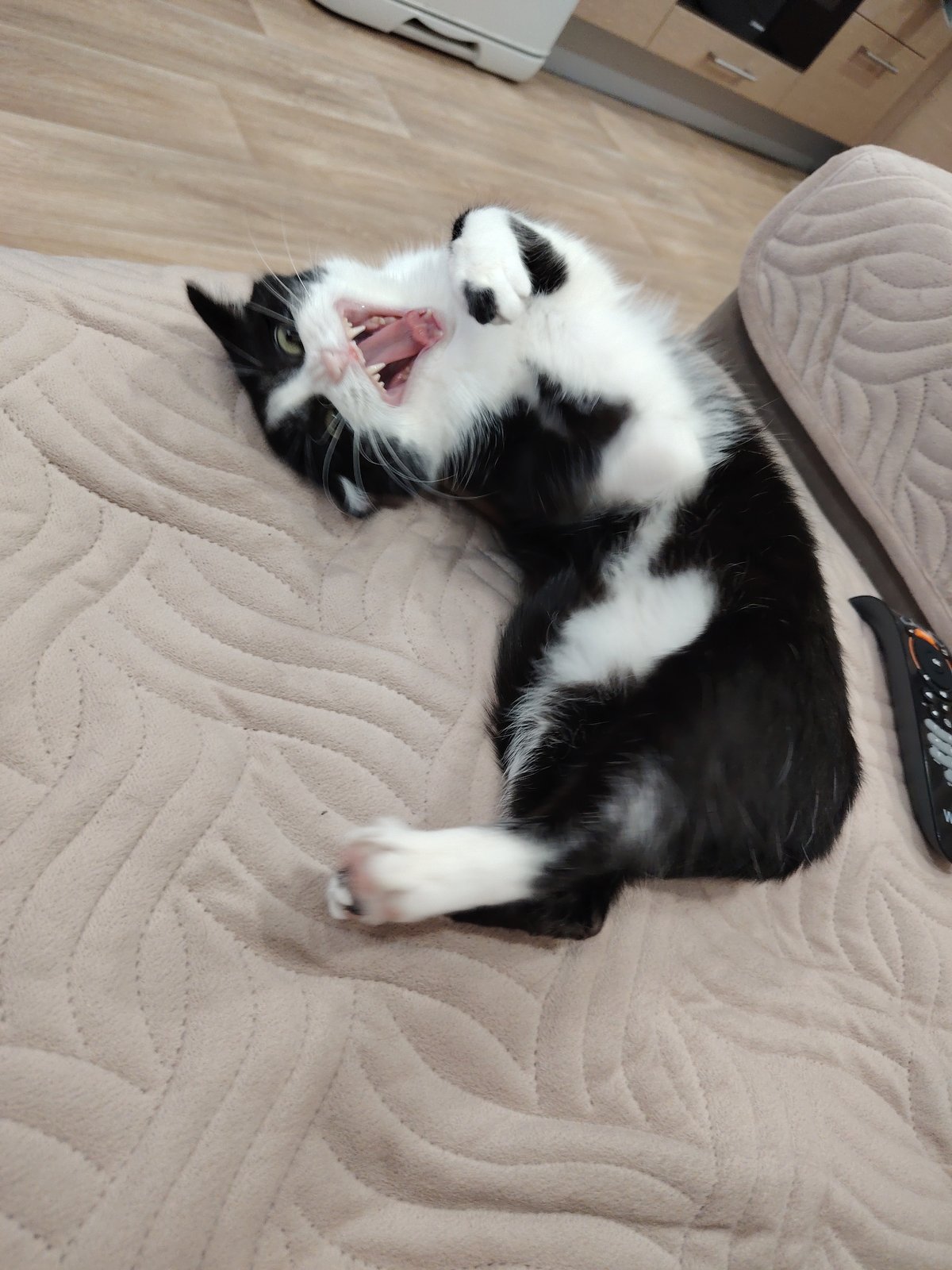 Cat observed resting and grooming indoors over 49-minute span