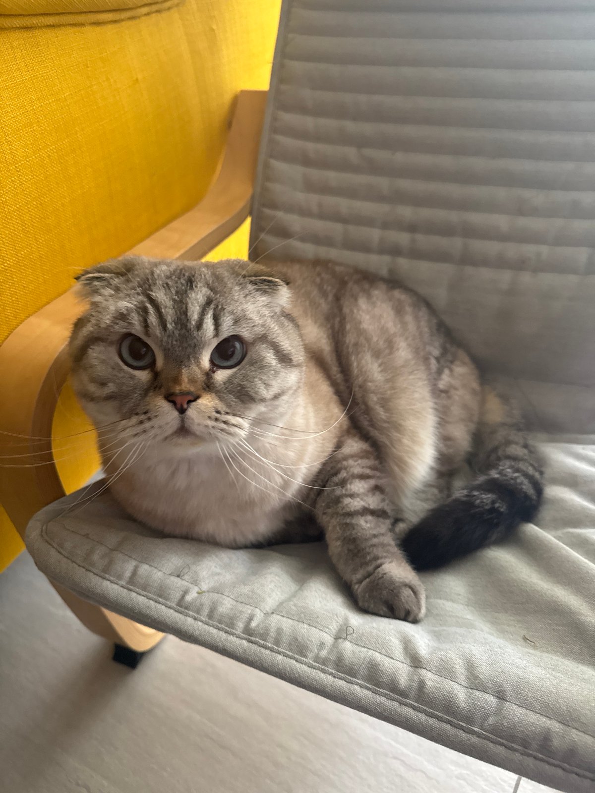 Scottish Fold cat spotted lying upside down in chair