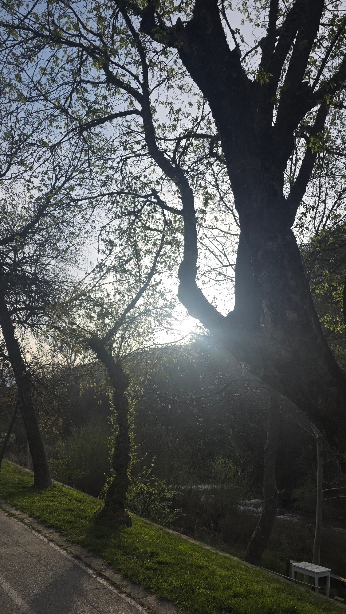 Spring tree canopy observed in early morning Blagoevgrad