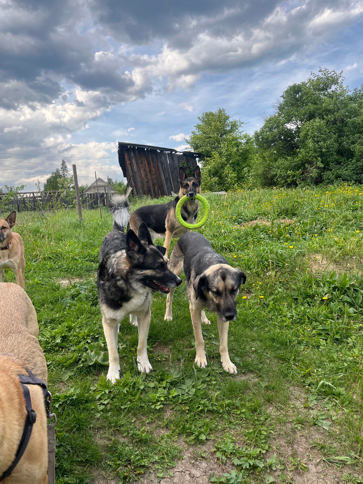 Dogs play with toys in Nizhny Tagil yards