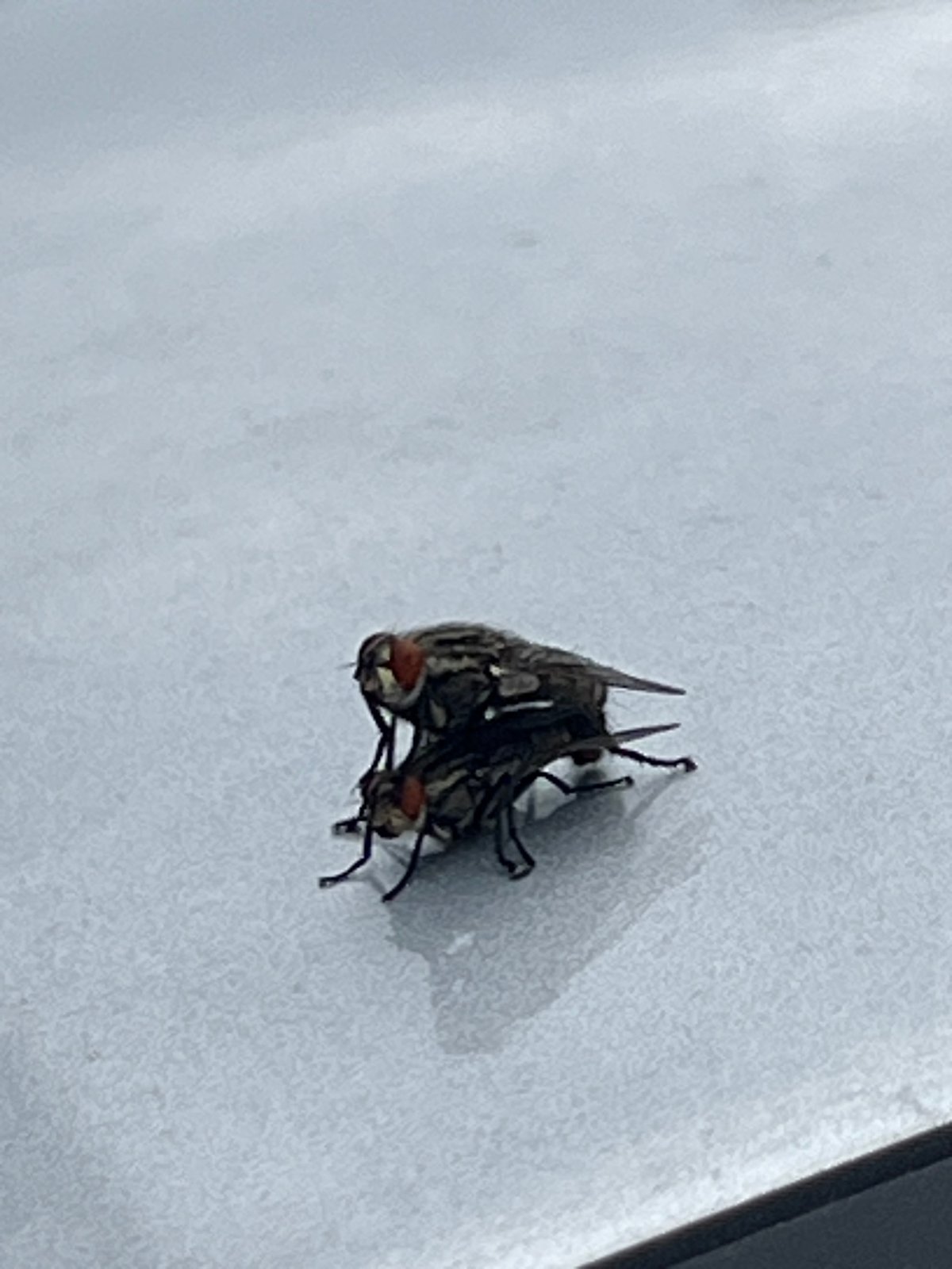 House flies observed mating in Burgas, Bulgaria