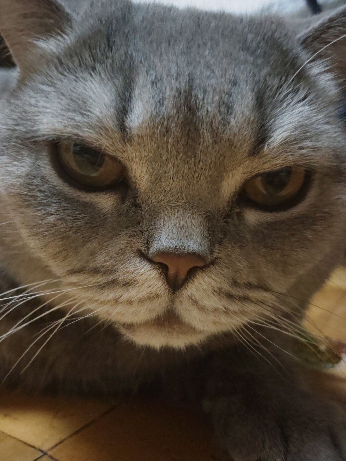 Gray cat photographed repeatedly over three hours on wooden floor