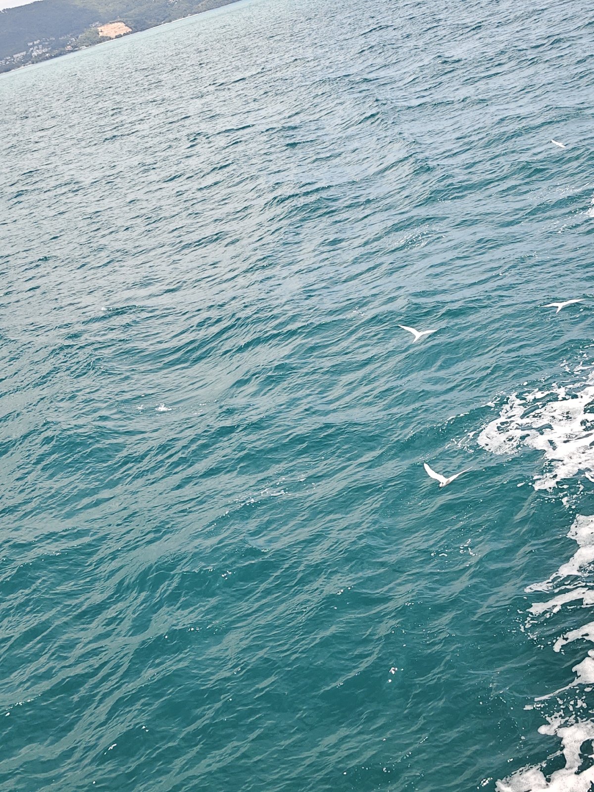 Boat cuts through Thai coastal waters as seabirds circle overhead