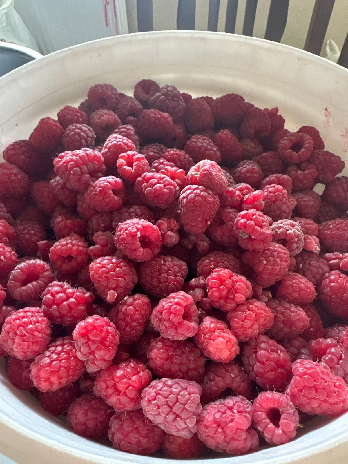 Gray cat at home, fresh-picked raspberries and cherries nearby