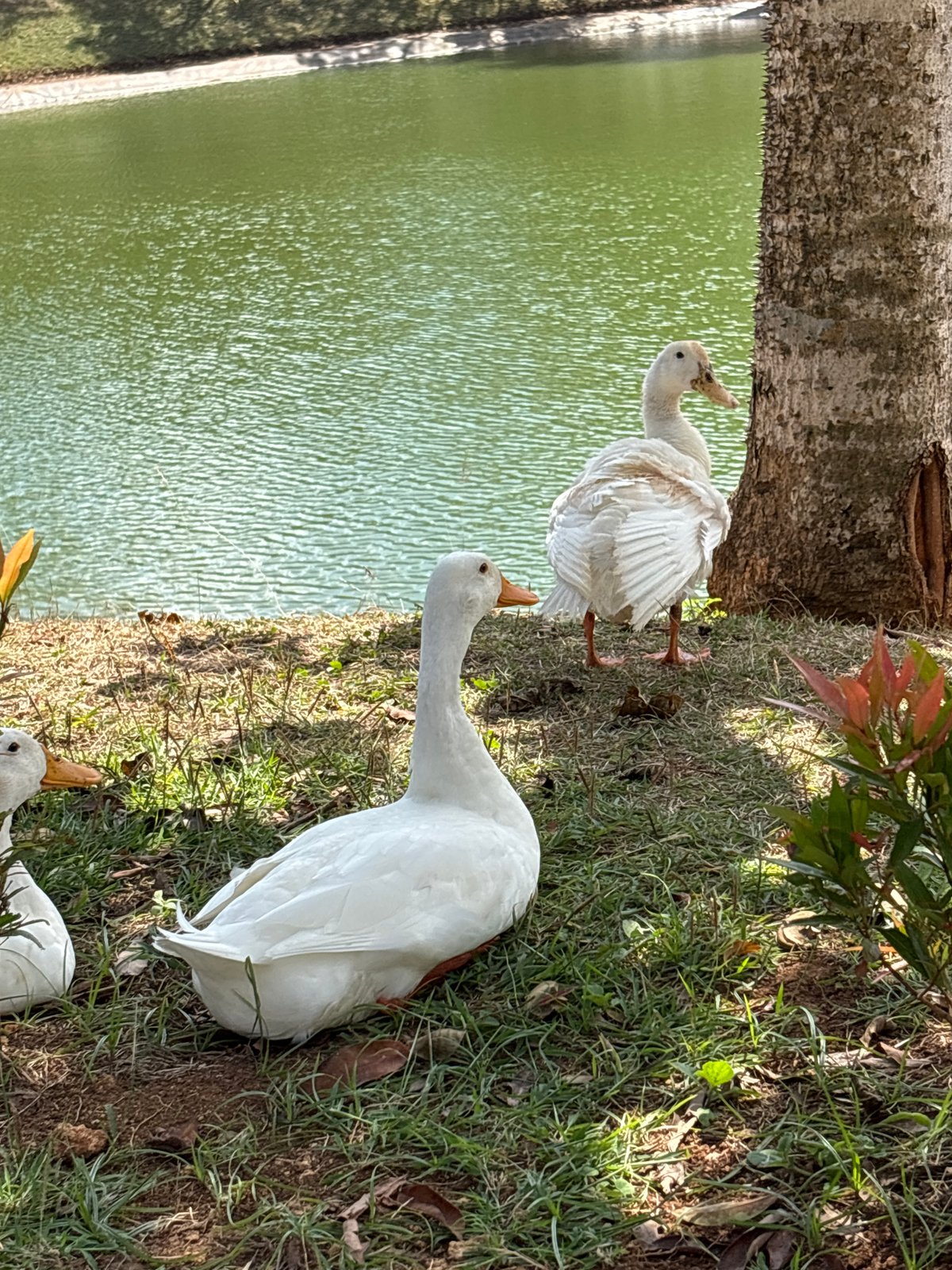 Ducks and downtime at a Kuta Selatan lakeside spot