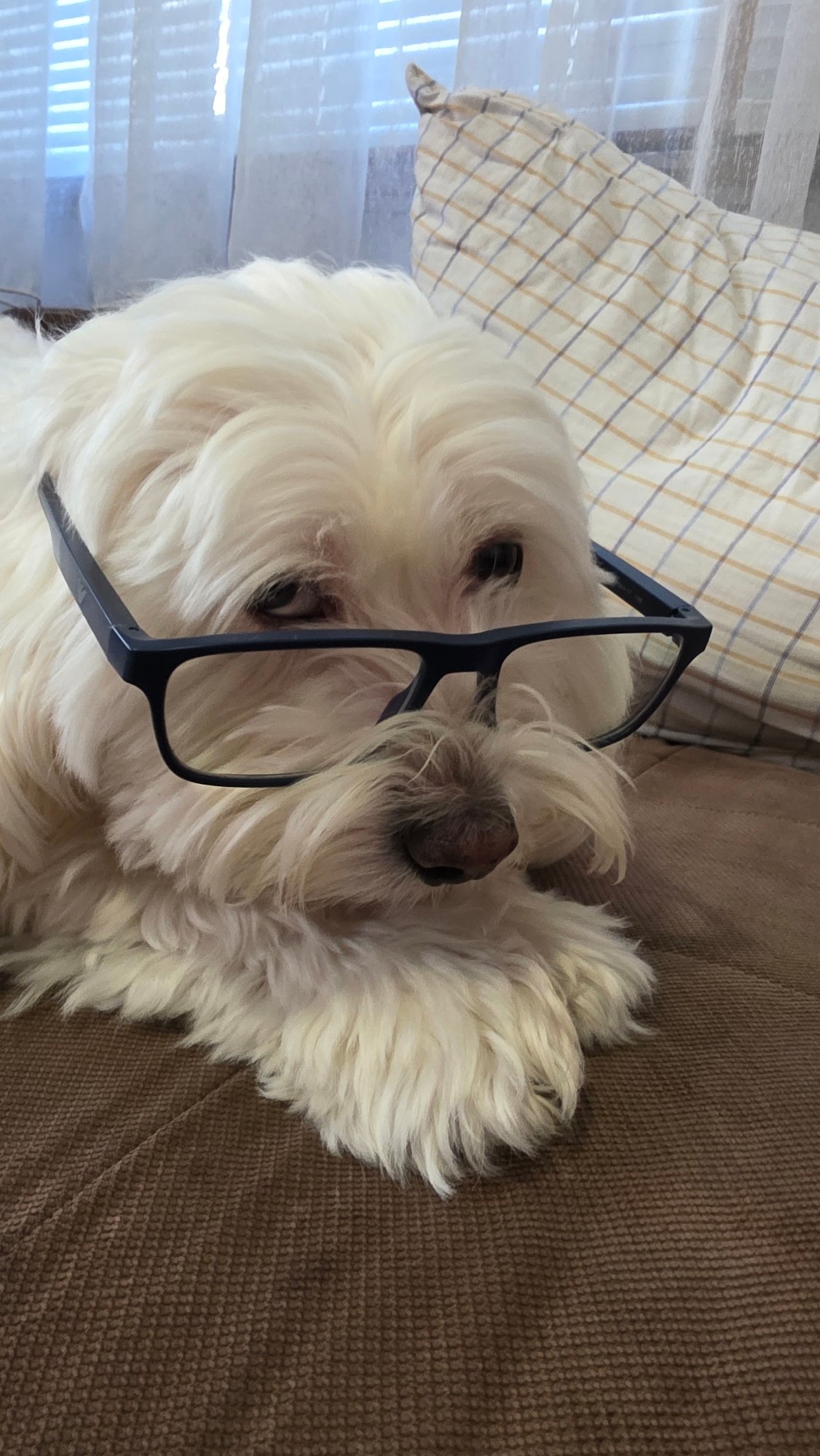 Glasses-wearing dog photographed with various hats in Bulgarian home