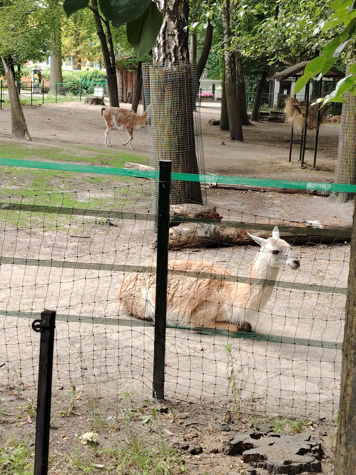 Guanaco and llama sharing an enclosure at Łódź Zoo